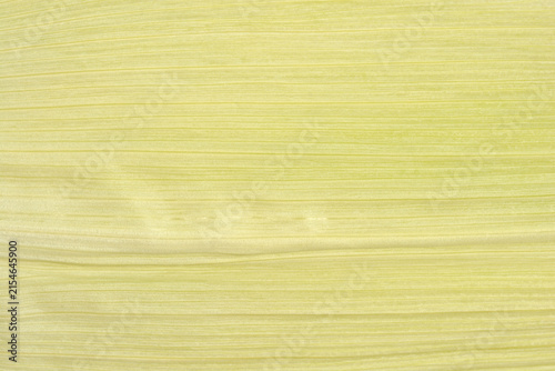 A detailed close up background showing the natural fibrous texture and fine lines of a fresh green corn husk leaves