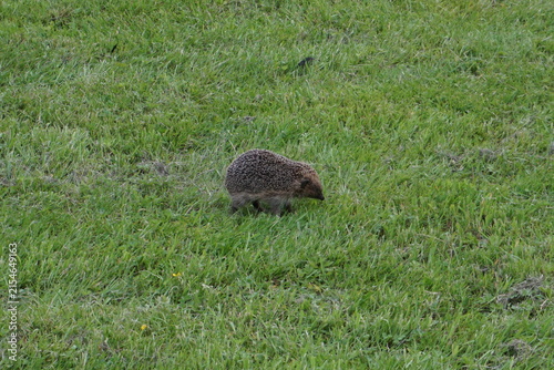 Photography Wild hedgehog foraging in a green garden lawn