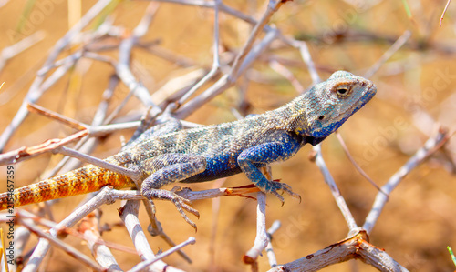 Foto The blue agama sits in ambush on sand and branches and hunts for insects