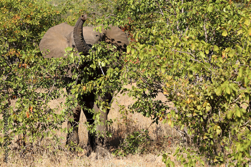 Photography Afrikanischer Elefant / African elephant / Loxodonta africana