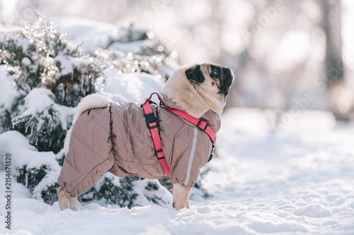 A pug wearing a quilted winter coat and harness stands in fresh snow near evergreen branches on a bright winter day.