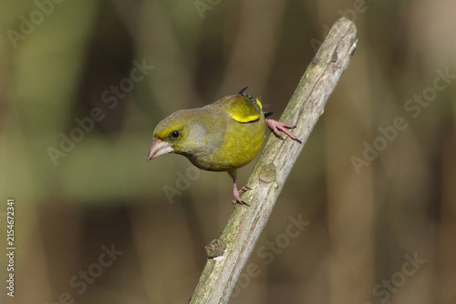 Fotografía European greenfinch (Chloris chloris) perched on a dry tree branch in nature, cl
