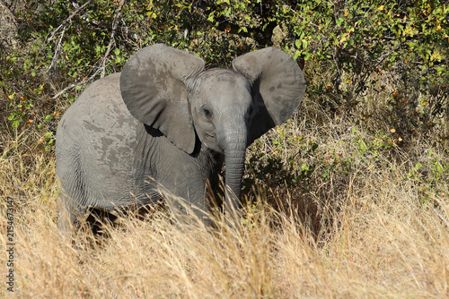 Photography Afrikanischer Elefant / African elephant / Loxodonta africana