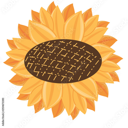 Sunflower vector illustration