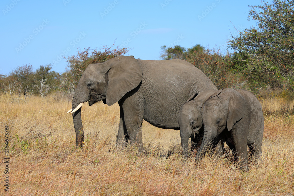 Fototapeta premium Afrikanischer Elefant / African elephant / Loxodonta africana