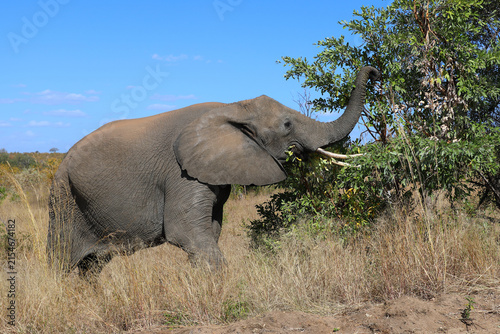 Canvas Print Afrikanischer Elefant / African elephant / Loxodonta africana