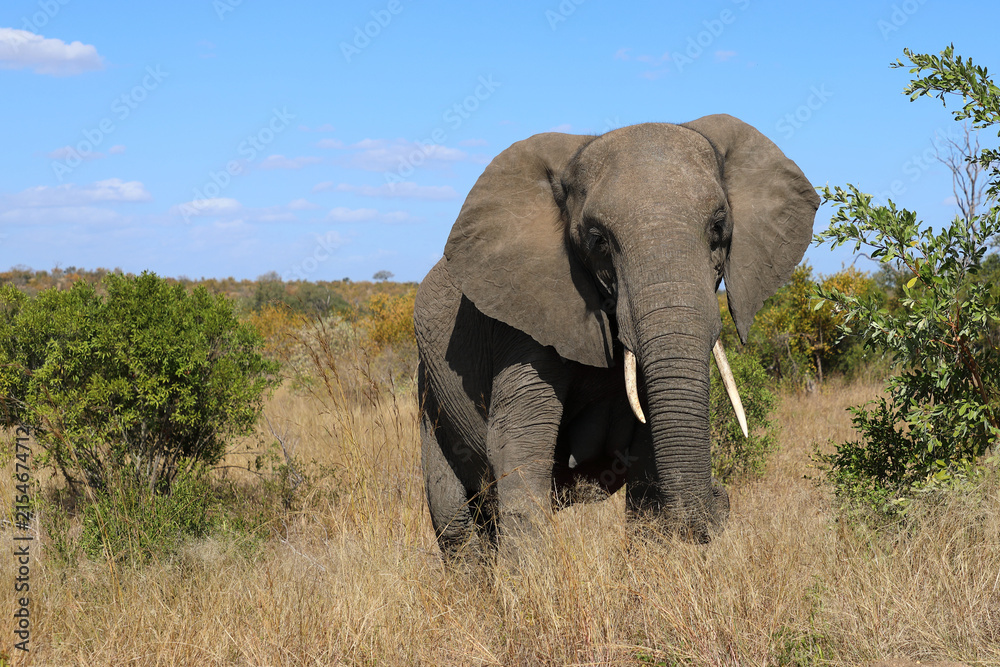 Fototapeta premium Afrikanischer Elefant / African elephant / Loxodonta africana