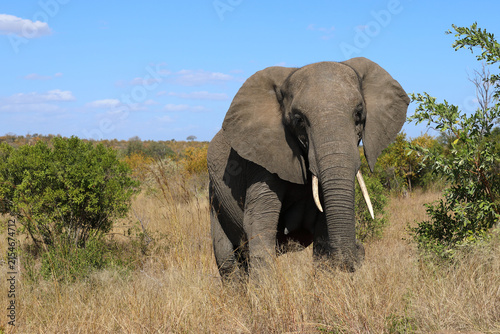 Photography Afrikanischer Elefant / African elephant / Loxodonta africana