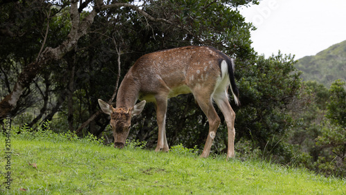 Veado selvagem pacífico pastando na grama exuberante.