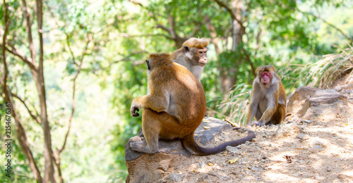 Quadro su tela A macaque monkey sits on a tree in the jungle