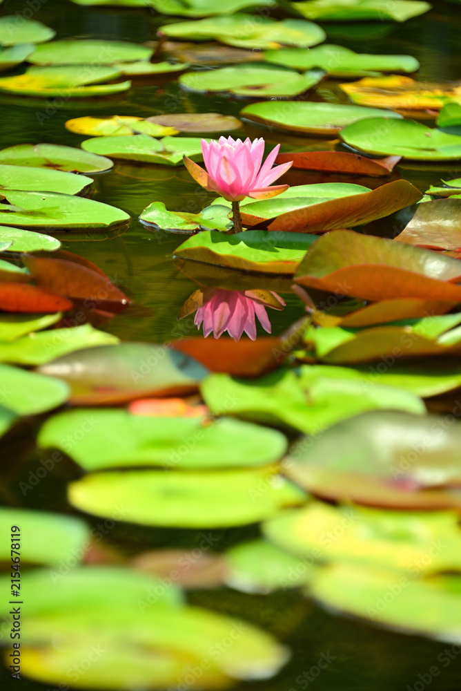 水辺の花」の写真素材 | 28,693件の無料イラスト画像 | Adobe Stock