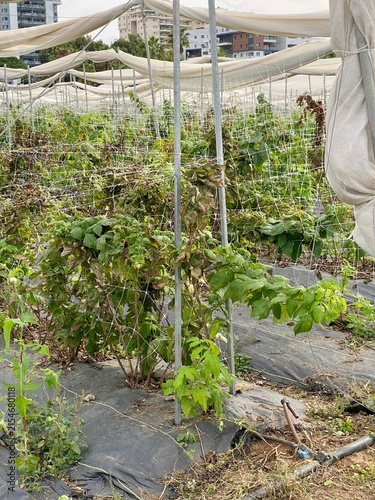 Bild auf Leinwand Raspberry nursery in Israel with young berry plants growing under protective net