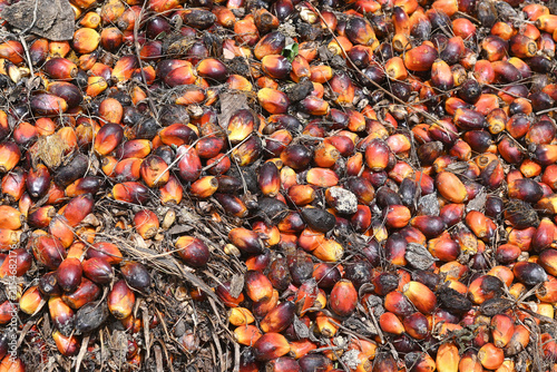Palm oil