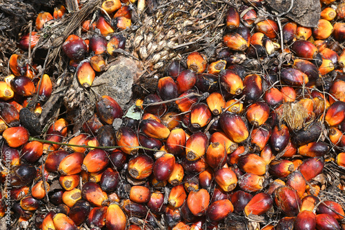 Palm oil
