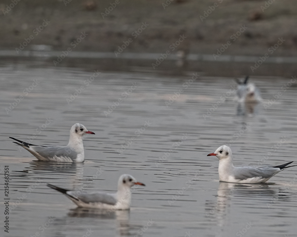 Fototapeta premium A group of seagull