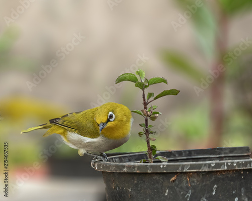 Foto A Indian White Eye