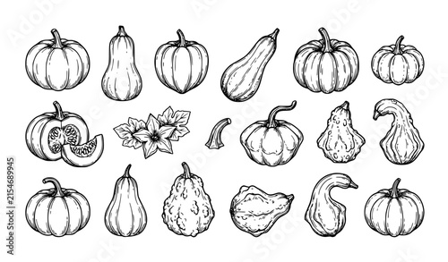 Hand Drawn Pumpkin and Gourd Sketch Collection Autumn Botanical Vector Set