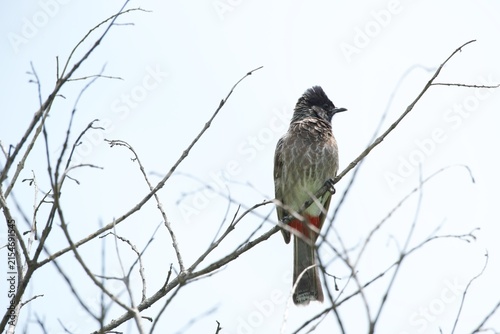 Canvastavla Red vented bulbul perched on dry tree branch against bright sky