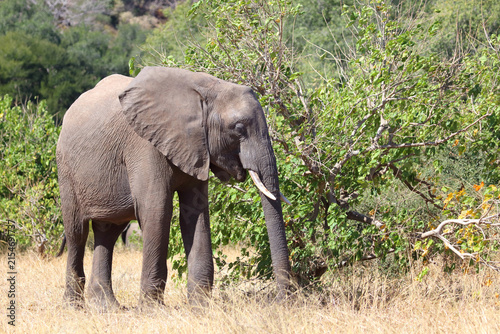 Canvas Print Afrikanischer Elefant / African elephant / Loxodonta africana