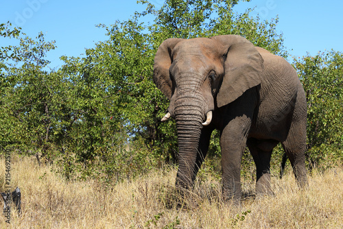 Photography Afrikanischer Elefant / African elephant / Loxodonta africana