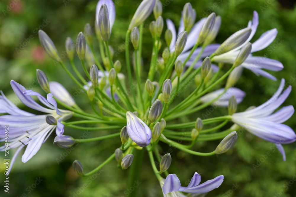 Fototapeta premium Agapanthus Flowers in Bloom Beautiful Floral Display