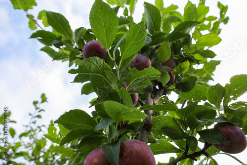 фотографія Ripe purple plums hang on the top branches of a young tree against a blue summer sky