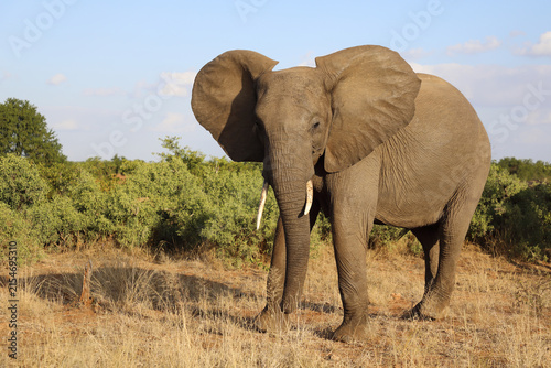 Canvas Print Afrikanischer Elefant / African elephant / Loxodonta africana