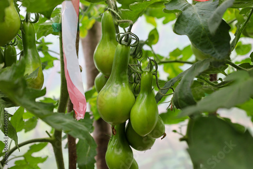 Картината върху платно A cluster of unripe green pear-shaped tomatoes ripens on a vine inside a greenhouse
