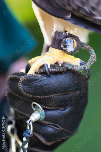 Quadro su tela Handler Holds Hawk in Jessies on Gloved Fist