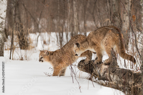 Cougars (Puma concolor)  Move Off of Birch Log Winter