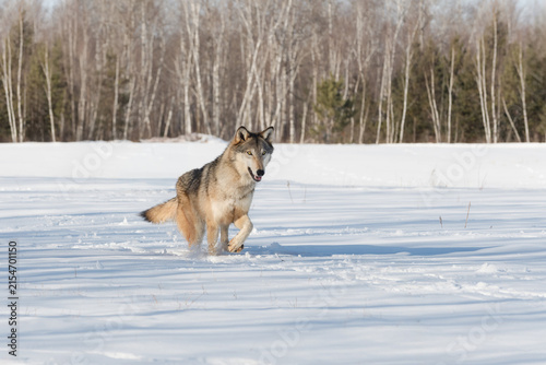 Grey Wolf (Canis lupus) Trots Through Field of Snow Winter