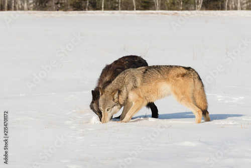 Pair of Grey Wolves (Canis lupus) Heads Together Sniffing in Snow Winter
