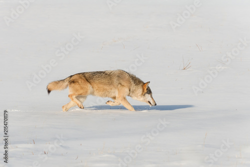 Grey Wolf (Canis lupus) Runs Right Nose to Snow Winter