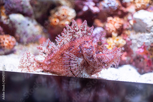 Quadro su tela Camouflaged reef fish positioned on sandy aquarium substrate, surrounded by colorful coral and showcasing distinctive frilled fins and intricate body patterns