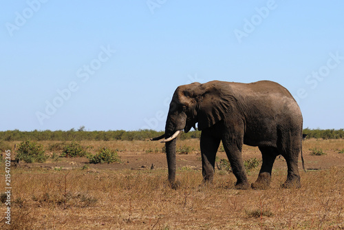 Canvas Print Afrikanischer Elefant / African elephant / Loxodonta africana