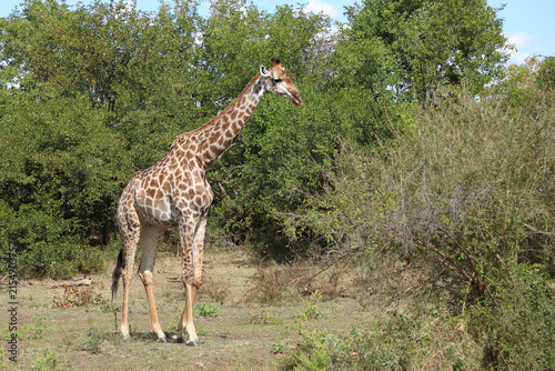 Canvas Print Giraffe / Giraffe / Giraffa camelopardalis