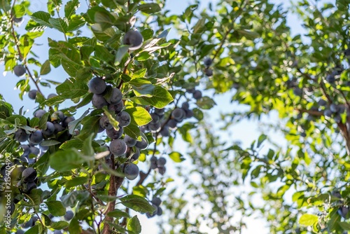 Foto Organic wild plums growing on branches in sunny orchard background