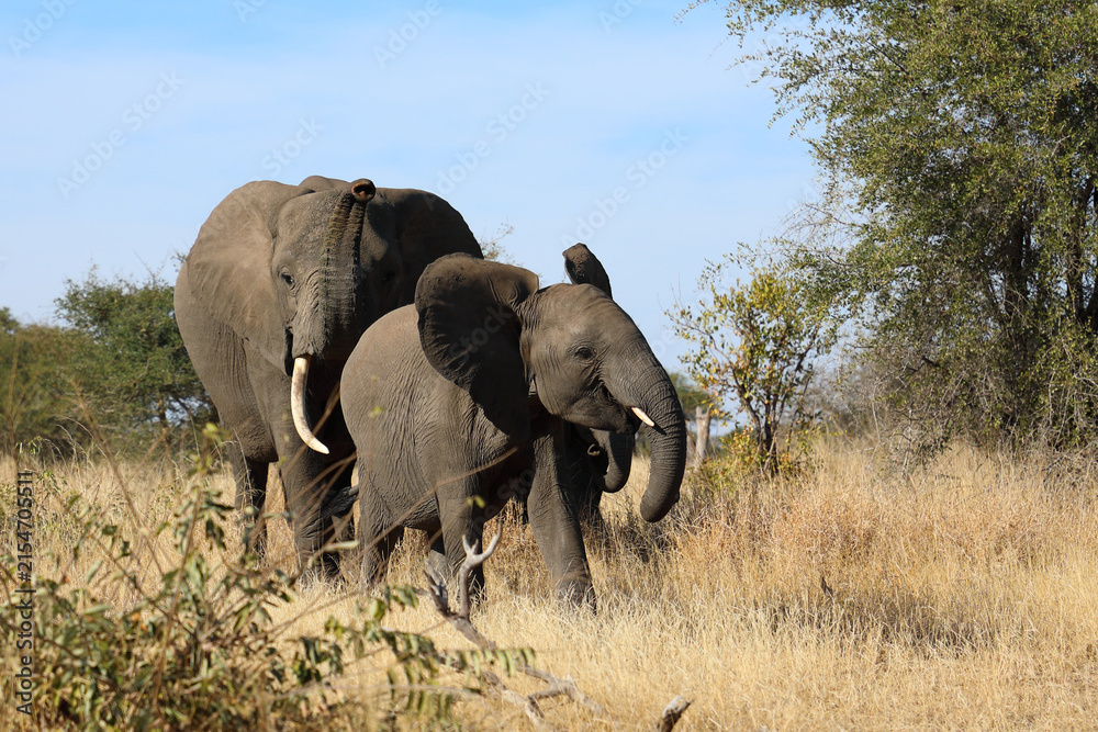 Fototapeta premium Afrikanischer Elefant / African elephant / Loxodonta africana