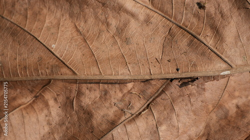 Obraz na płótnie Macro Texture of Dried Brown Autumn Leaf Showing Detailed Veins and Organic Patt