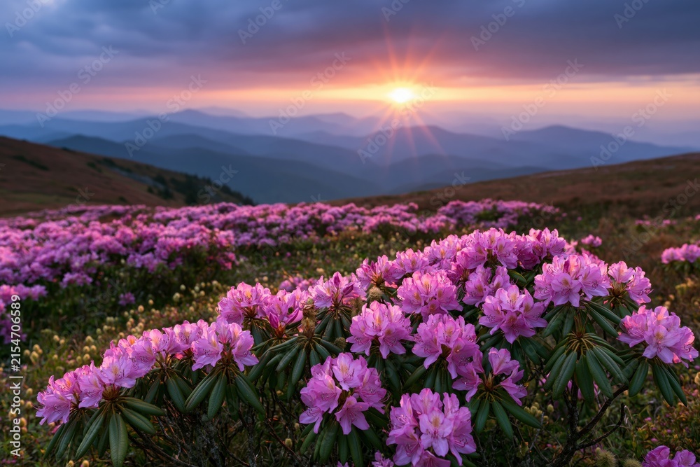Obraz premium The Rhododendron Bloom in Sunset Ridge: A Serene Mountain Meadow Panorama