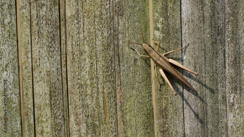 Принти на полотні Brown Grasshopper Camouflaged on a Weathered Rustic Wooden Fence Background in t