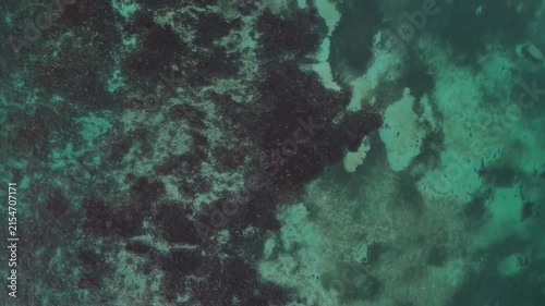 green coral reef