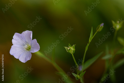 Small wild flowers