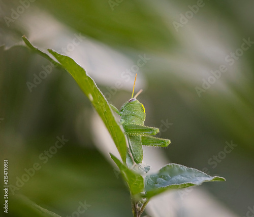 Green grasshopper macro