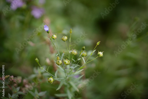 Spring wild small flowers