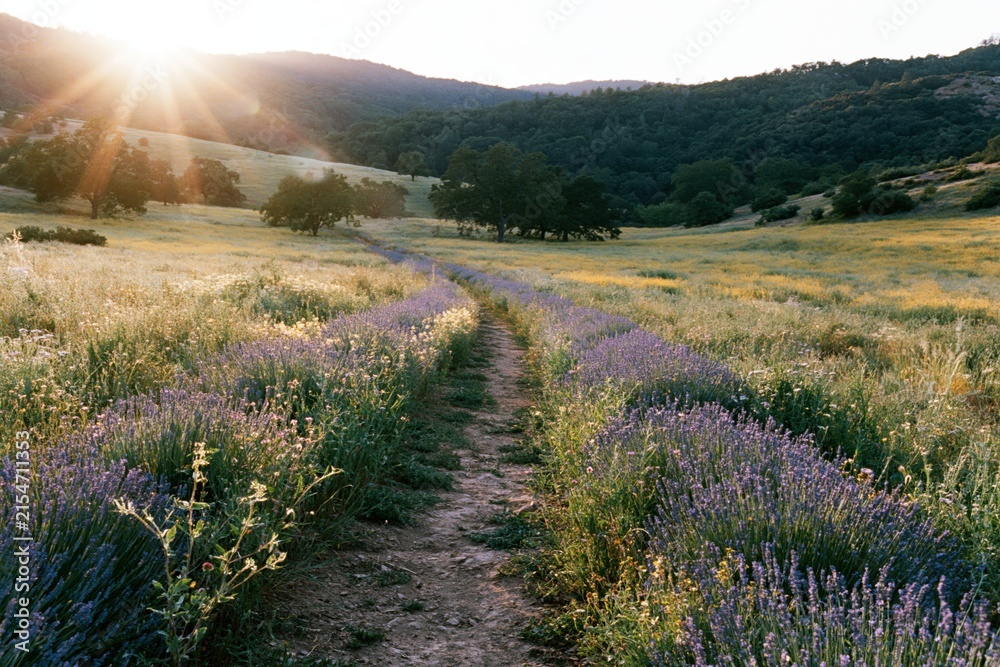 Obraz premium The Lavender Field Path in Golden Hour Light Across Rolling Hills
