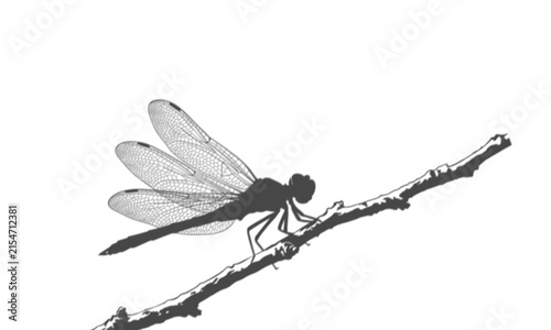 Dragonfly resting on a twig isolated on transparent background