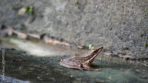 Foto Small Brown Frog Sitting on Wet Stone Surface Close-Up View of an Amphibian in i