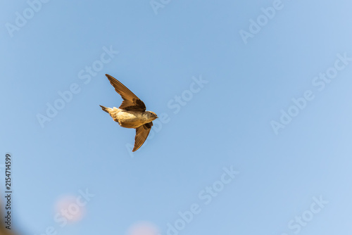 Картината върху платно Eurasian Crag Martin (Ptyonoprogne rupestris) flying in the blue sky