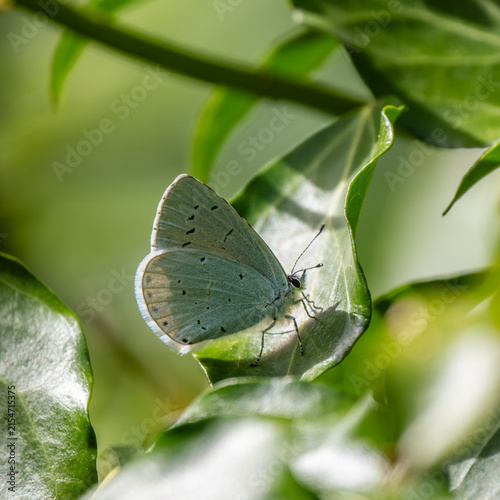 A Holly Blue Butterfly. Side View.